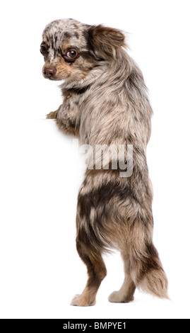 Chihuahua puppy, 8 months old, looking at the camera against white background Stock Photo