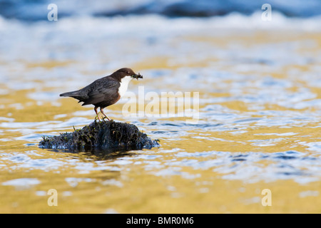 Dipper perched on rock in river Stock Photo