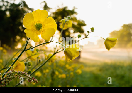 Meadow of Buttercups at sunrise.Angersleigh Somerset Stock Photo
