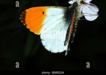 Orange Tip Butterfly Anthocharis cardamines Family Pieridae Male Stock Photo
