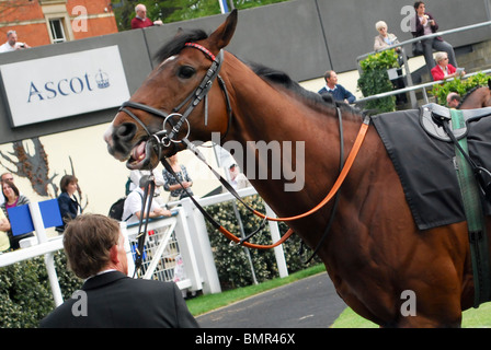 A close-up of a chestnut horse at Ascot race course (at the parade ring).  Moss Bros Day 2010. Stock Photo