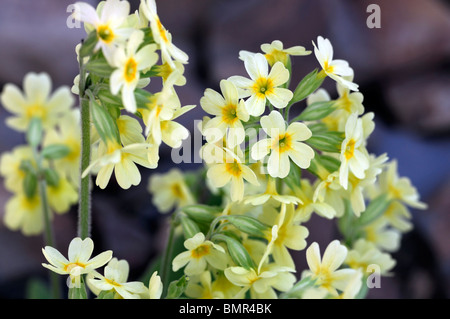 Primula elatior oxlip True oxlip low growing herbaceous perennial plant light yellow flowers primrose Stock Photo