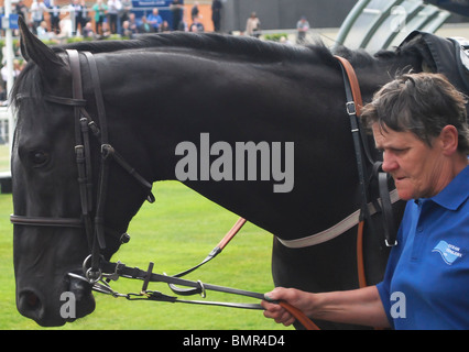A woman in blue shirt and a black horse at Ascot race course (the parade ring). Moss Bros Day 2010 Stock Photo