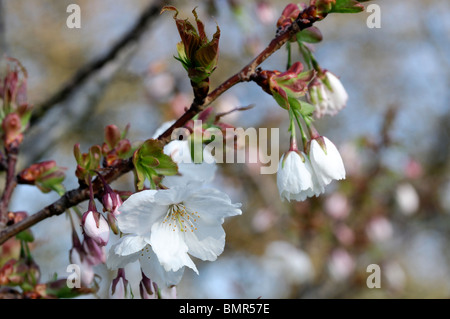 Prunus serrulata hisakura hi-res stock photography and images - Alamy