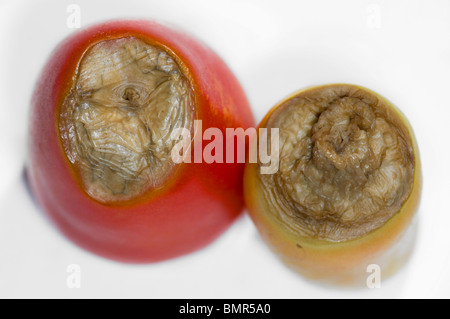 Blossom-end rot on Roma tomatoes Stock Photo