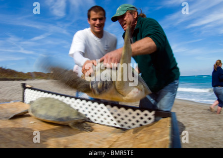 Volunteers releasing rehabilitated green sea turtles (Chelonia mydas) into the Atlantic in Juno Beach, FL after a cold front. Stock Photo