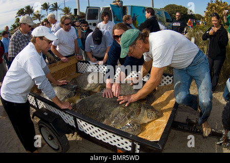 Volunteers releasing rehabilitated green sea turtles (Chelonia mydas) into the Atlantic in Juno Beach, FL after a cold front. Stock Photo