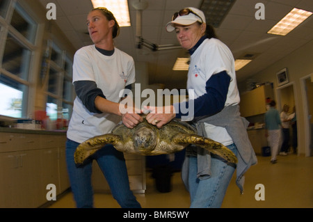 Volunteers releasing rehabilitated green sea turtles (Chelonia mydas) into the Atlantic in Juno Beach, FL after a cold front. Stock Photo