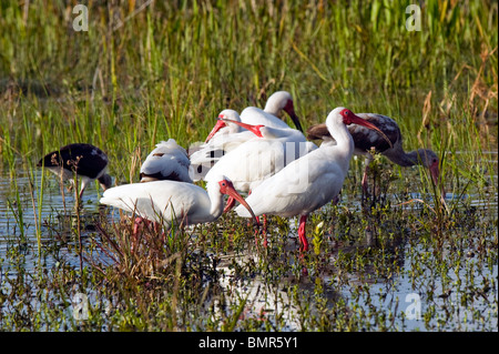 American White Ibis (Eudocimus albus) photographed in Grassy Waters Reserve, a wetland near West Palm Beach, FL. Stock Photo
