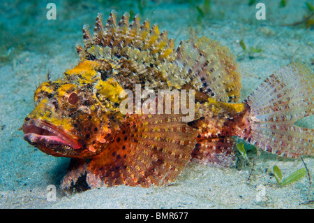 Barbfish (Scorpaena brasiliensis) photographed in the Lake Worth Lagoon near the Palm Beach Inlet in Singer Island, FL. Stock Photo