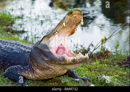 Wild, unrestrained American Alligator (Alligator mississippiensis) yawning in Shark Valley, Everglades National Park, Florida. Stock Photo