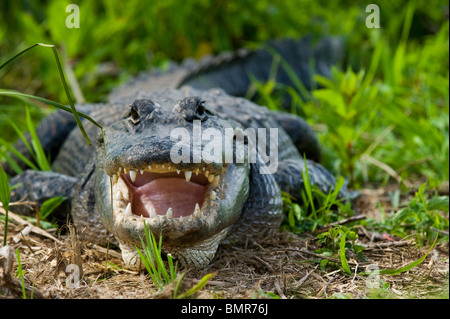 Wild, unrestrained American Alligator (Alligator mississippiensis) in Shark Valley, Everglades National Park, Florida. Stock Photo