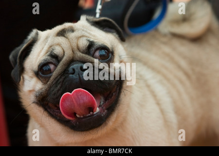 An American Lo-Sze Pug dog at a dog show in Bangalore, Karnataka, India. Stock Photo