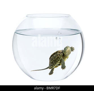 Small turtle swimming in fish bowl, in front of white background Stock Photo