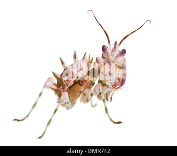 Spiny flower mantis, Flower Mantis, Pseudocreobotra Wahlbergii, in front of white background