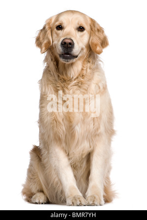 Labrador Retriever, 4 years old, sitting in front of white background Stock Photo