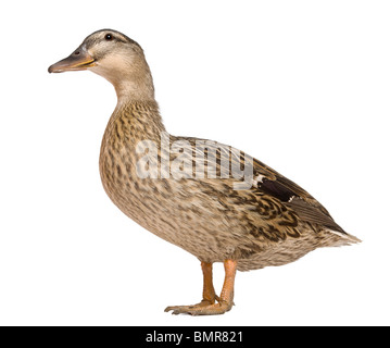 Female Mallard, 1 year old, standing in front of white background Stock Photo