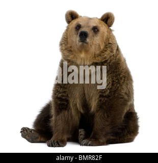 Big brown bear isolated on white background Stock Photo - Alamy