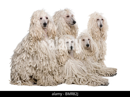 White Corded standard Poodles sitting against white background Stock Photo