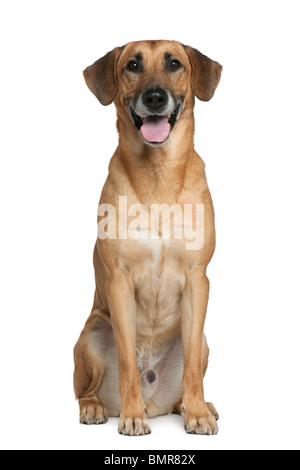 Mixed Malinese dog, 6 years old, sitting in front of white background Stock Photo