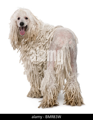 White Corded standard Poodle against white background Stock Photo