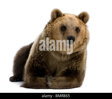 Female Brown Bear, 8 years old, lying down against white background Stock Photo