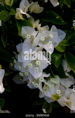 Bouganvilla flower, Maui, Hawaii Stock Photo