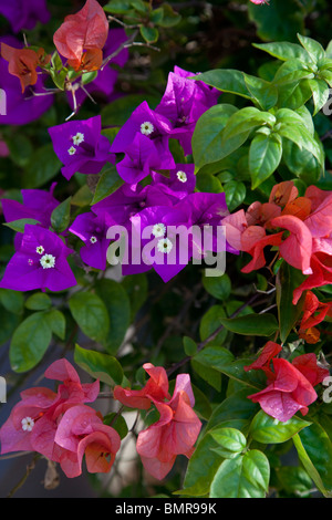 Bouganvilla flower, Maui, Hawaii Stock Photo