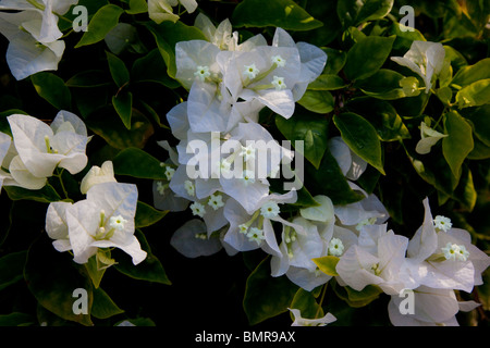 Bouganvilla flower, Maui, Hawaii Stock Photo