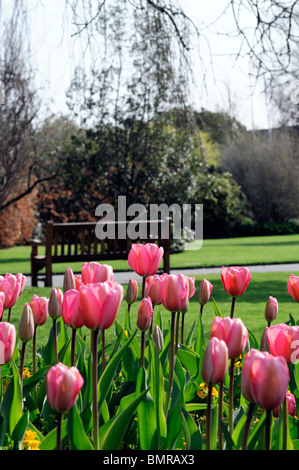 tulipa pink impression darwin hybrid group in front of wooden garden bench seat seating empty spring Stock Photo