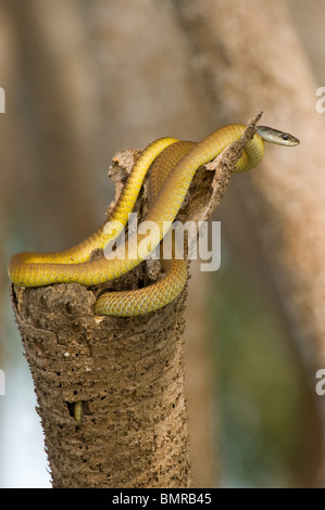 Common tree snake Dendrelaphis punctulata Kakadu National Park Australia Stock Photo