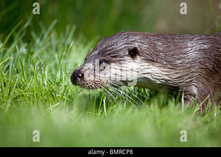 European Otter Lutra lutra close up headshot emerging from water onto grass bank taken under controlled conditions Stock Photo