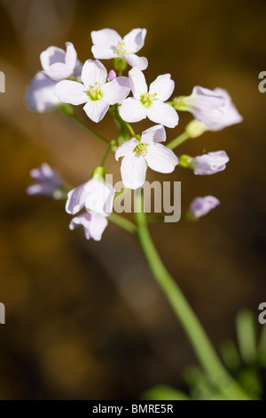Cuckoo Flower, Lady's Smock, Cardamine pratensis, Brassicaceae, Cruciferae Stock Photo