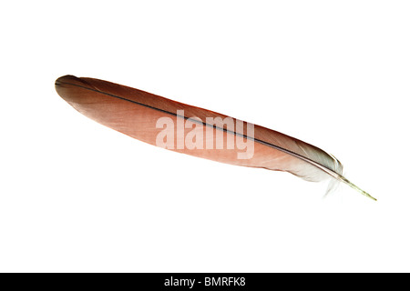 feather isolated on a pure white background Stock Photo