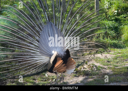 Peacock with tail feathers splayed displaying its back, Cornwall UK Stock Photo