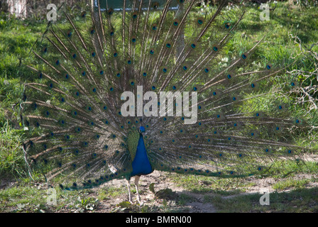 Peacock with tail feathers splayed displaying, Cornwall UK Stock Photo