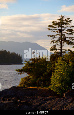 Bald Eagle, Sitka, Alaska Stock Photo