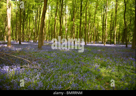 Bluebells in Micheldever woods Hampshire Stock Photo