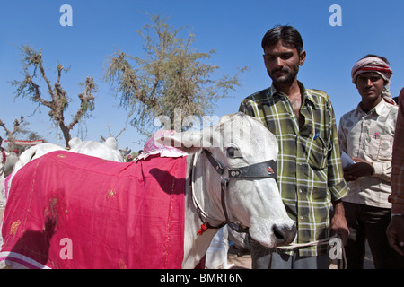 Indian men with young ox. Nagaur cattle fair. Rajasthan. India Stock Photo