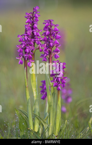Green-winged Orchid Orchis morio cluster at Welland, Worcestershire in May. Stock Photo