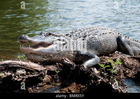 A wild adult American alligator on the surface of a swamp in the Atchafalaya National Wildlife Refuge, in southern Louisiana, United States. Stock Photo
