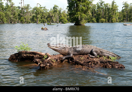 A wild adult American alligator on the surface of a swamp in the Atchafalaya National Wildlife Refuge, in southern Louisiana, United States. Stock Photo