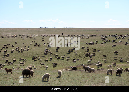Shepherd, David Gareja monastery complex, Georgia, Azerbaijan border Stock Photo
