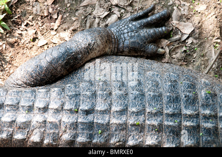 A wild adult American alligator on the edge of a swamp in the Atchafalaya National Wildlife Refuge, in southern Louisiana, United States. Stock Photo
