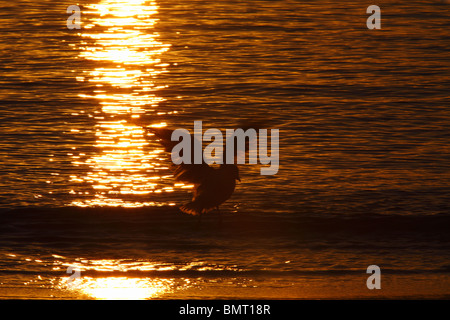 Australian silver gull, or seagull, Chroicocephalus, or Larus novaehollandiae, wings open, silhouetted against water at sunset Stock Photo