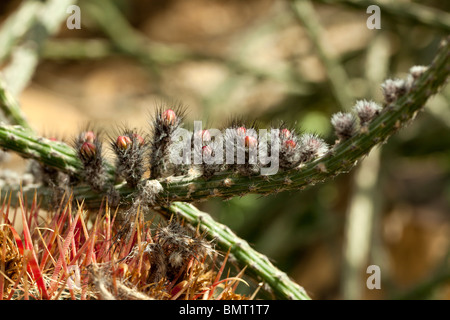 Viborita, Röd stavkaktus (Peniocereus viperinus Stock Photo - Alamy