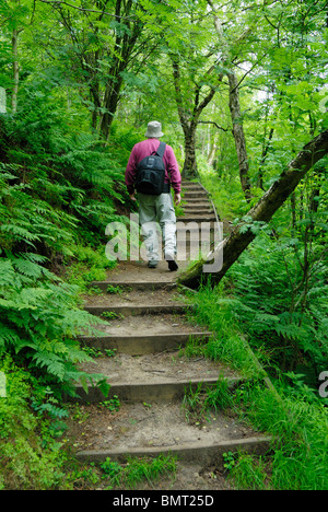 Walker on a wooded section of the Sandstone Trail in Cheshire. Stock Photo