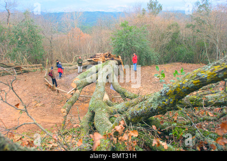 Old and big Downy Oak Tree (Quercus pubescens) failed down by the wind Stock Photo