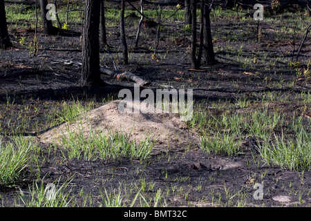 Freshly burned Jack Pine forest  Pinus banksiana and large Red Ant hill Northern Michigan USA Stock Photo
