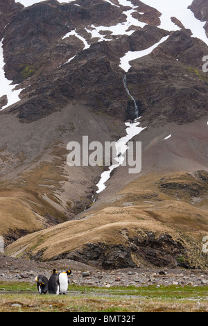 A trio of king penguins (Aptenodytes patagonicus) at the base of a mountain on South Georgia Stock Photo